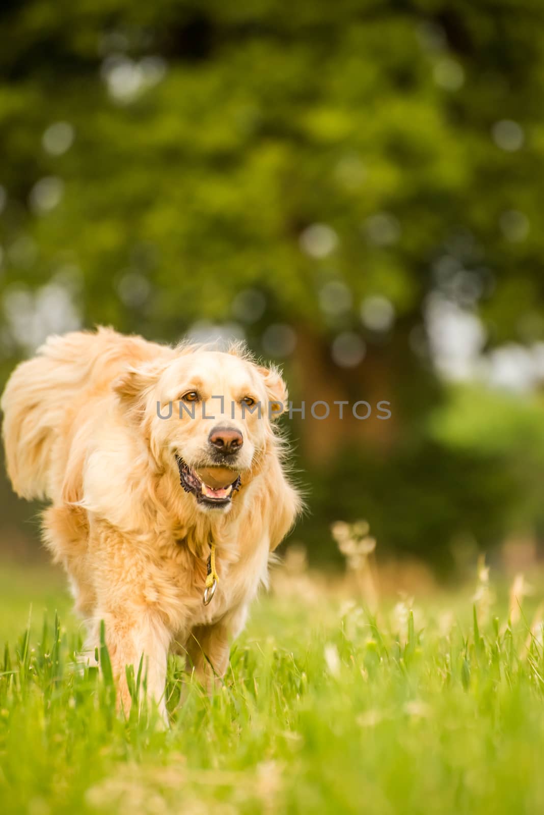 Female golden retriever running towards viewer in fields of green grass, with a tennis ball in the mouth