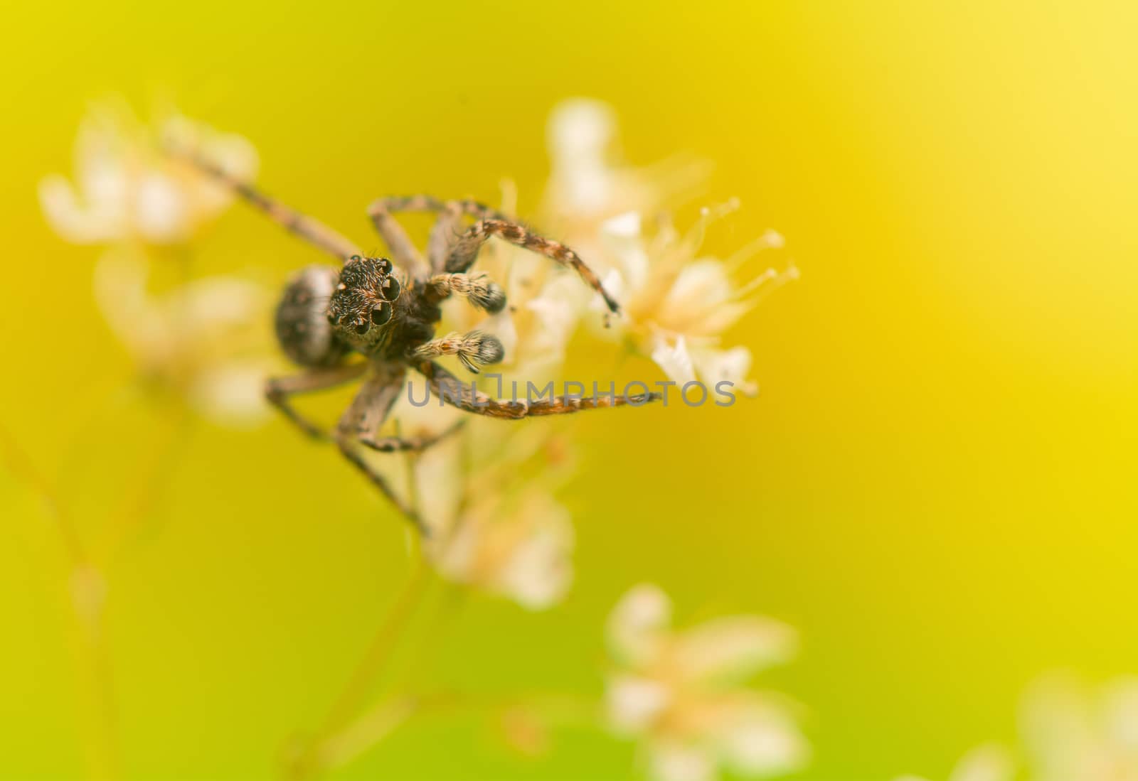 Jumping spider by Gucio_55