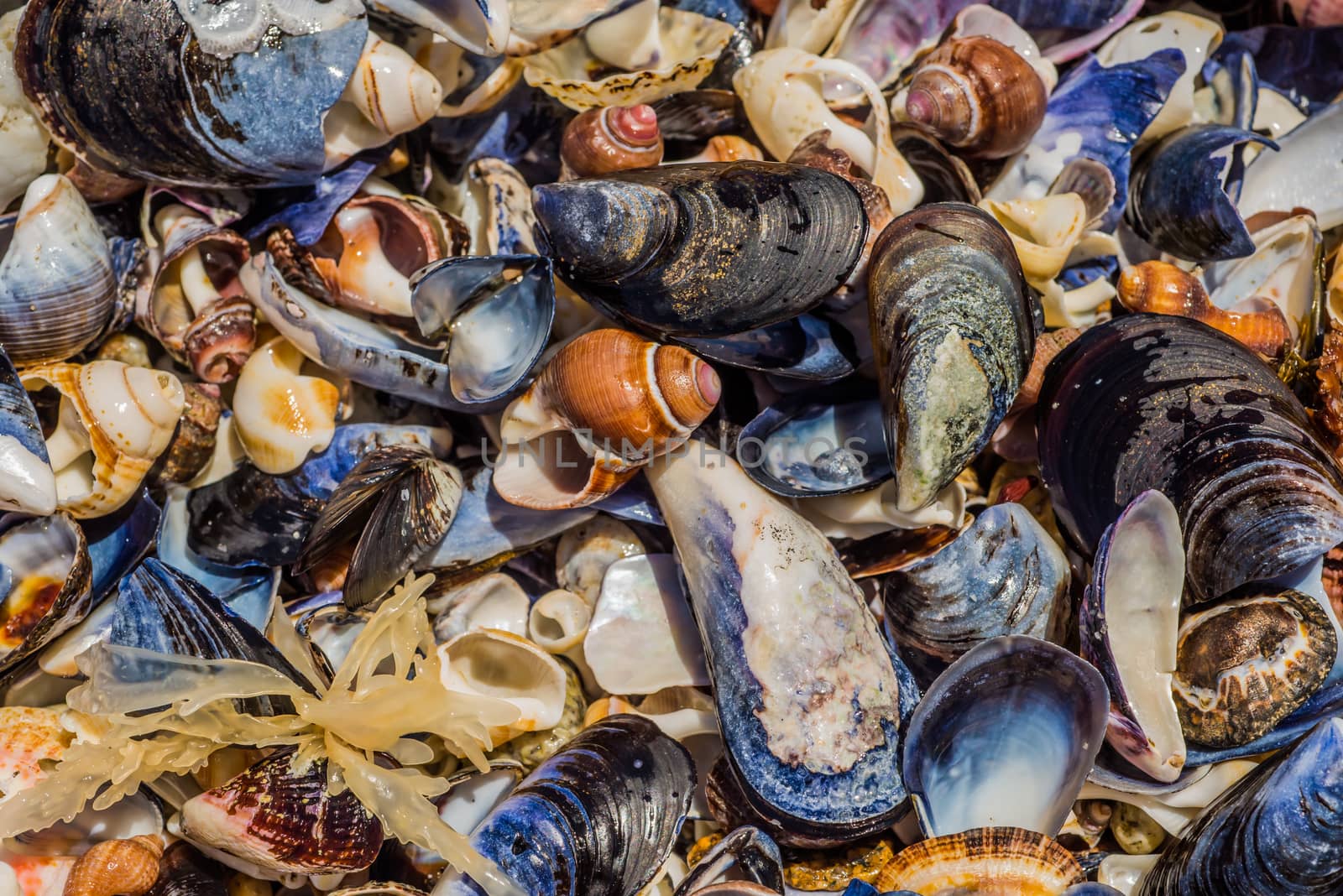 A variety of broken and whole sea shells, of many different shapes, sizes and colours, all washed out by the sea, and lying between the rocks, still wet from the tide washing over them.