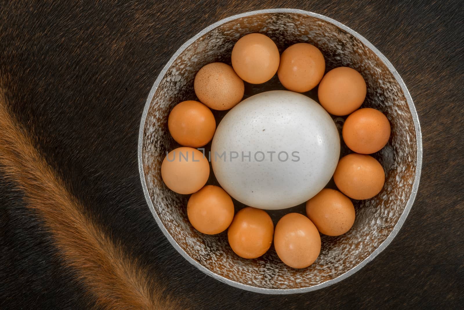 An Ostrich Egg in a bowl, surrounded by twelve large chicken eggs, viewed from the top as the bowl is placed on an oryx skin.