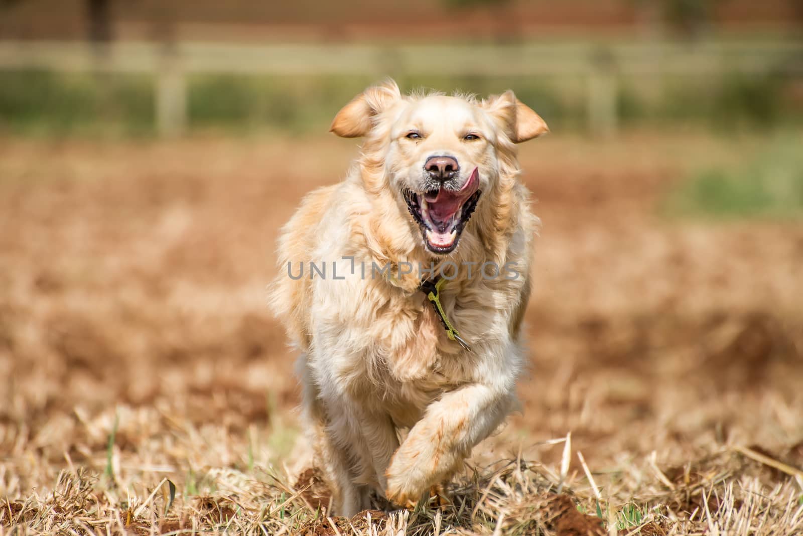 Golden Retriever at running through the fields at full speed, and enjoying herself.