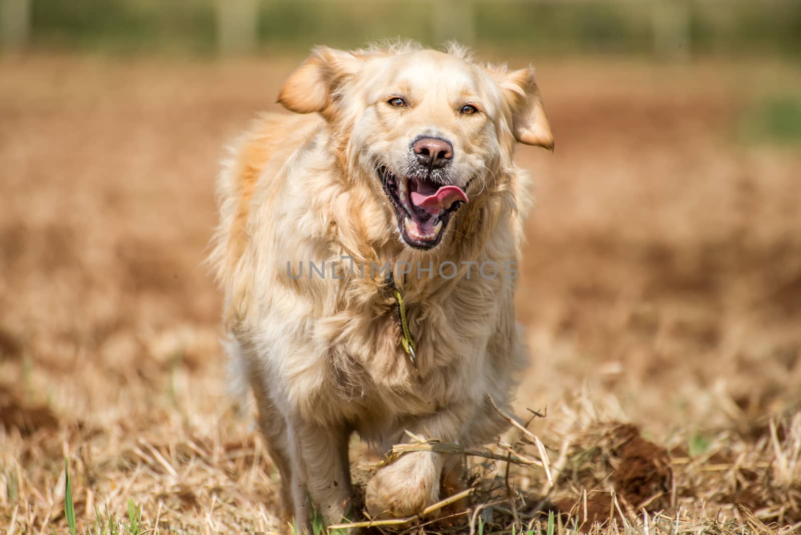 Golden retriever running at full pase in recently ploughed fields, with her tongue flapping all over.