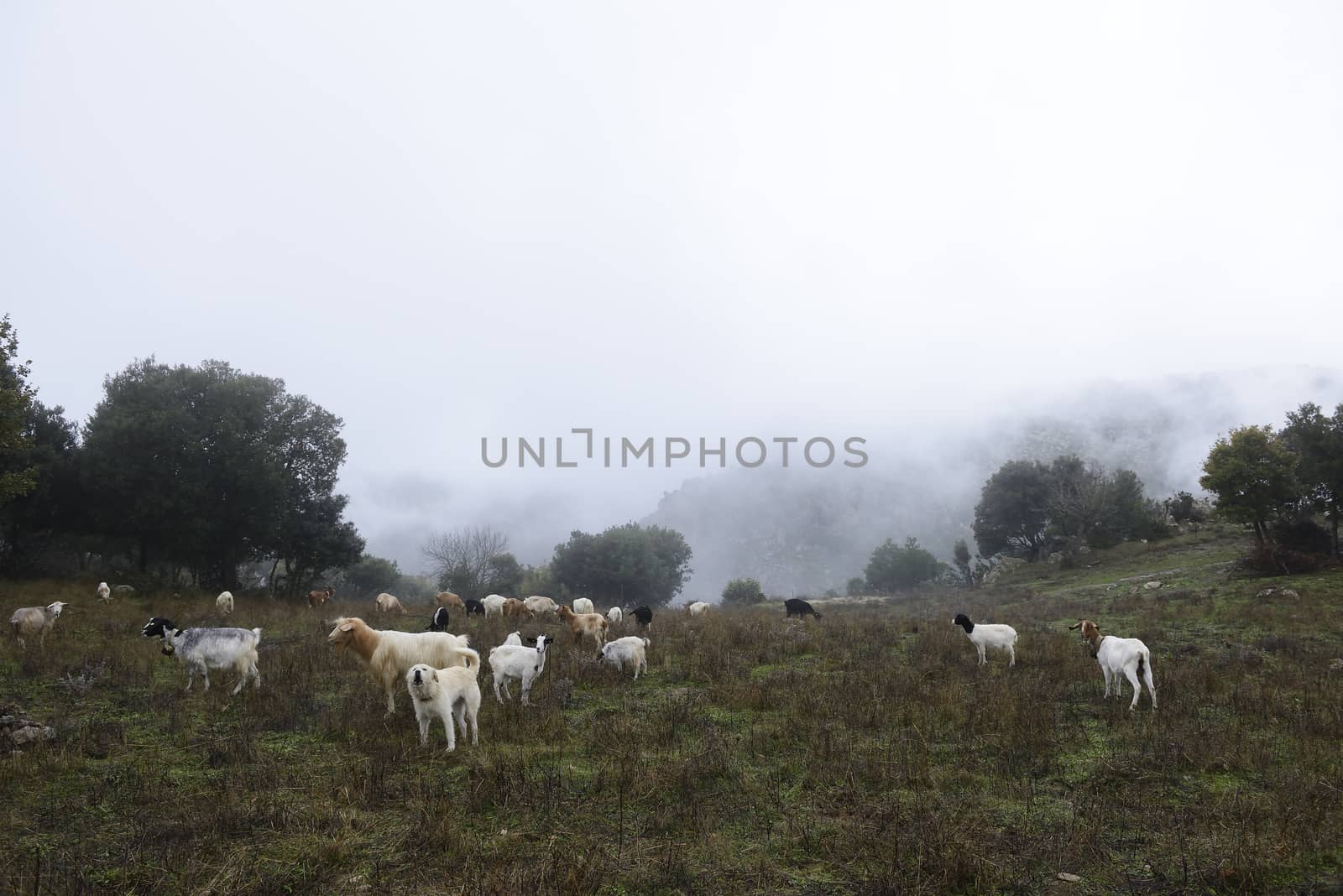 The sheepdog, on top of the mountains, check out the herd of goats. Winter and fog.