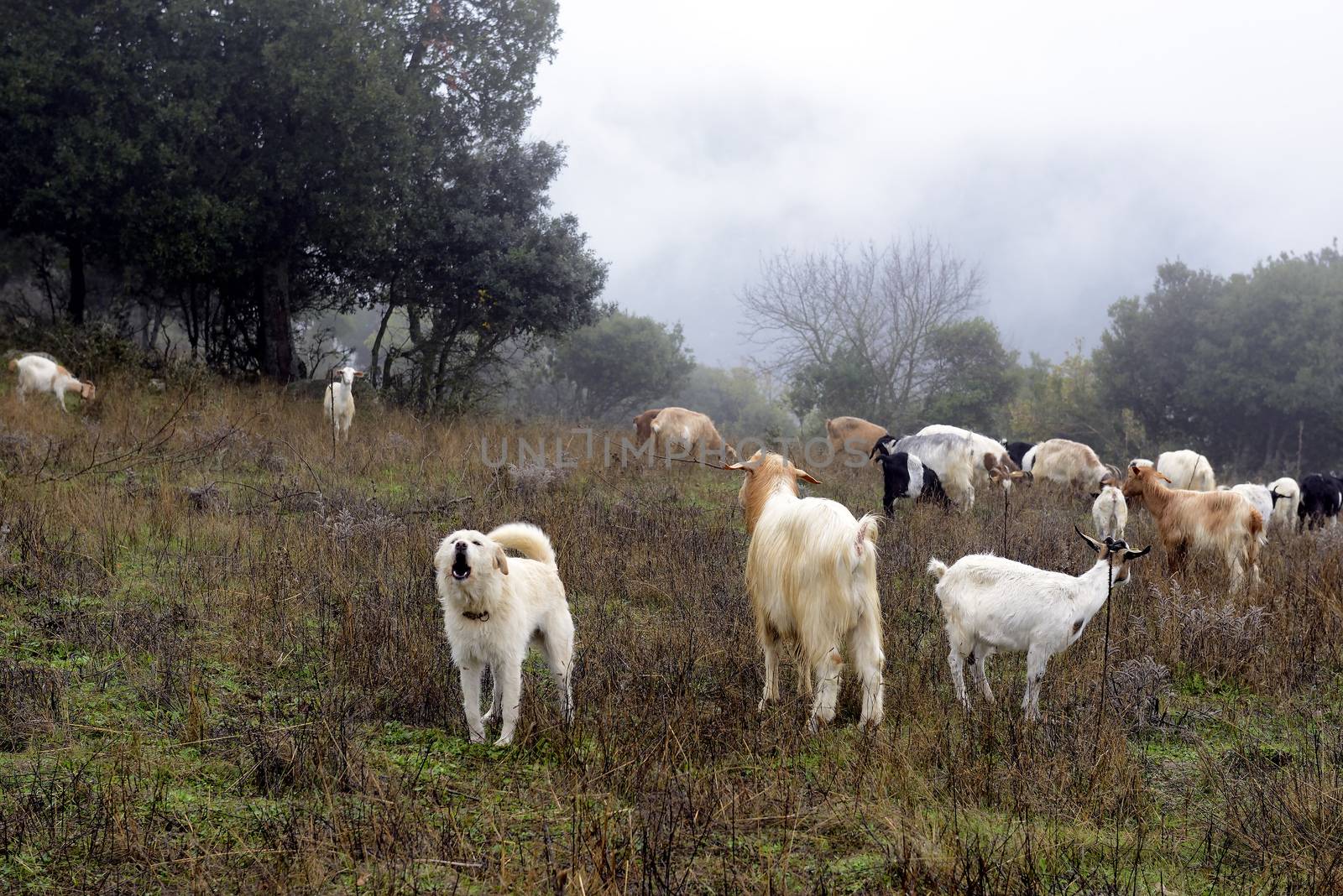 The sheepdog, on top of the mountains, check out the herd of goats. Winter and fog.