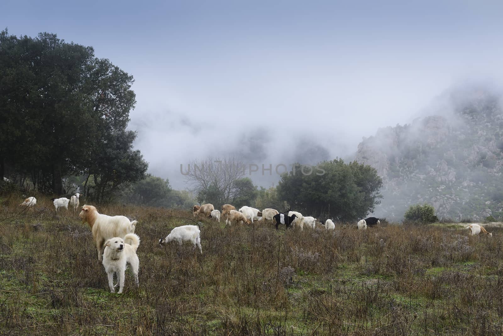 The sheepdog, on top of the mountains, check out the herd of goats. Winter and fog.