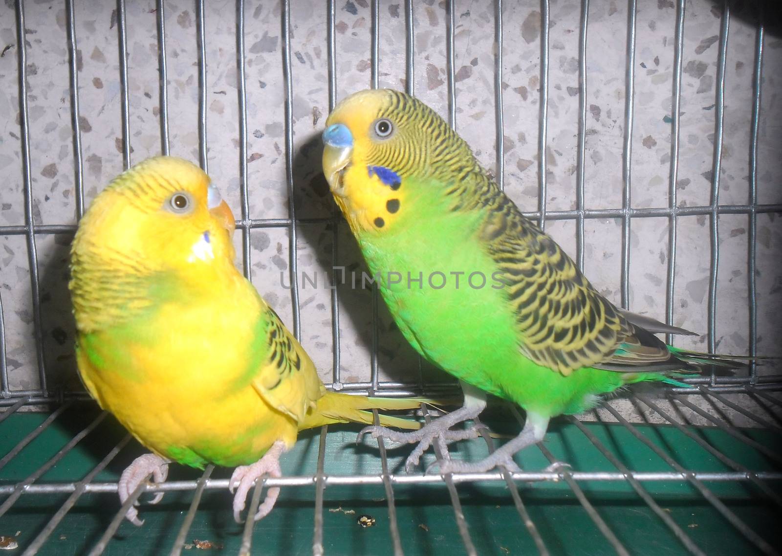 A pair of lovely budgerigars