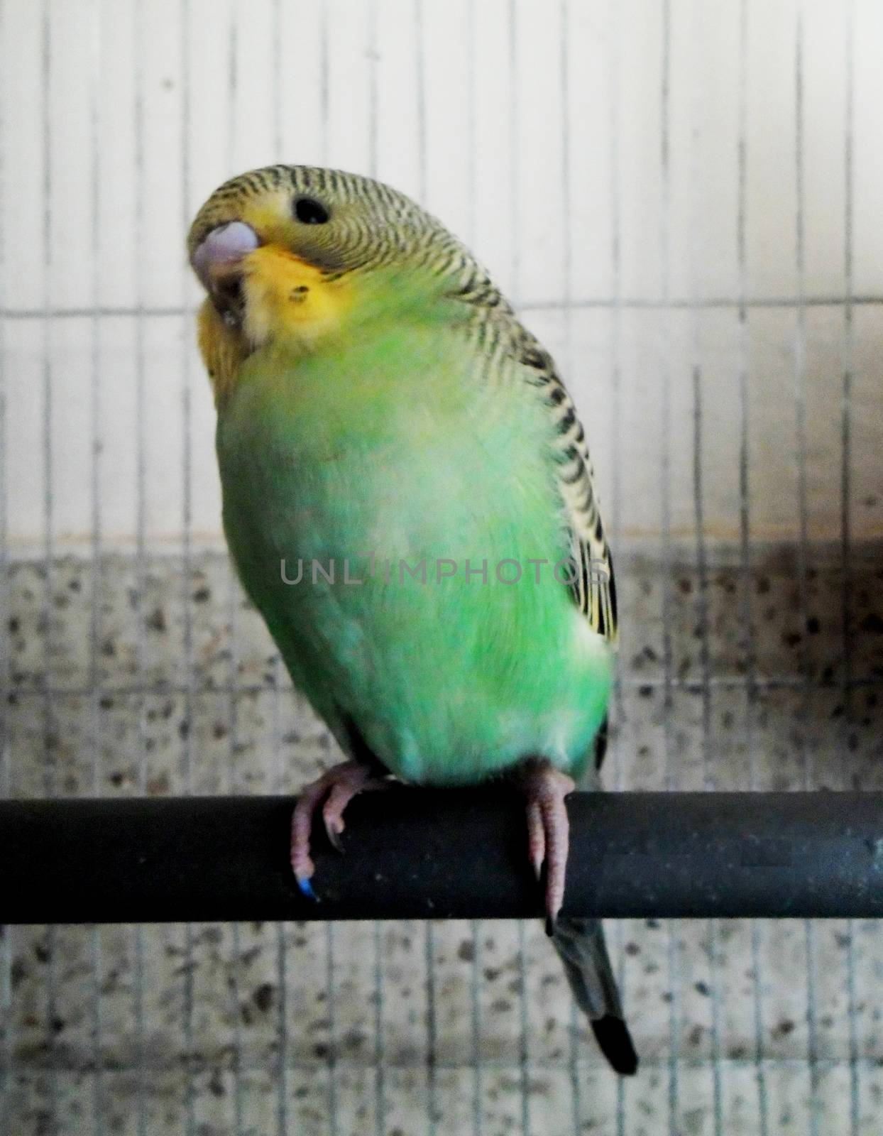Green baby budgerigar by shawlinmohd