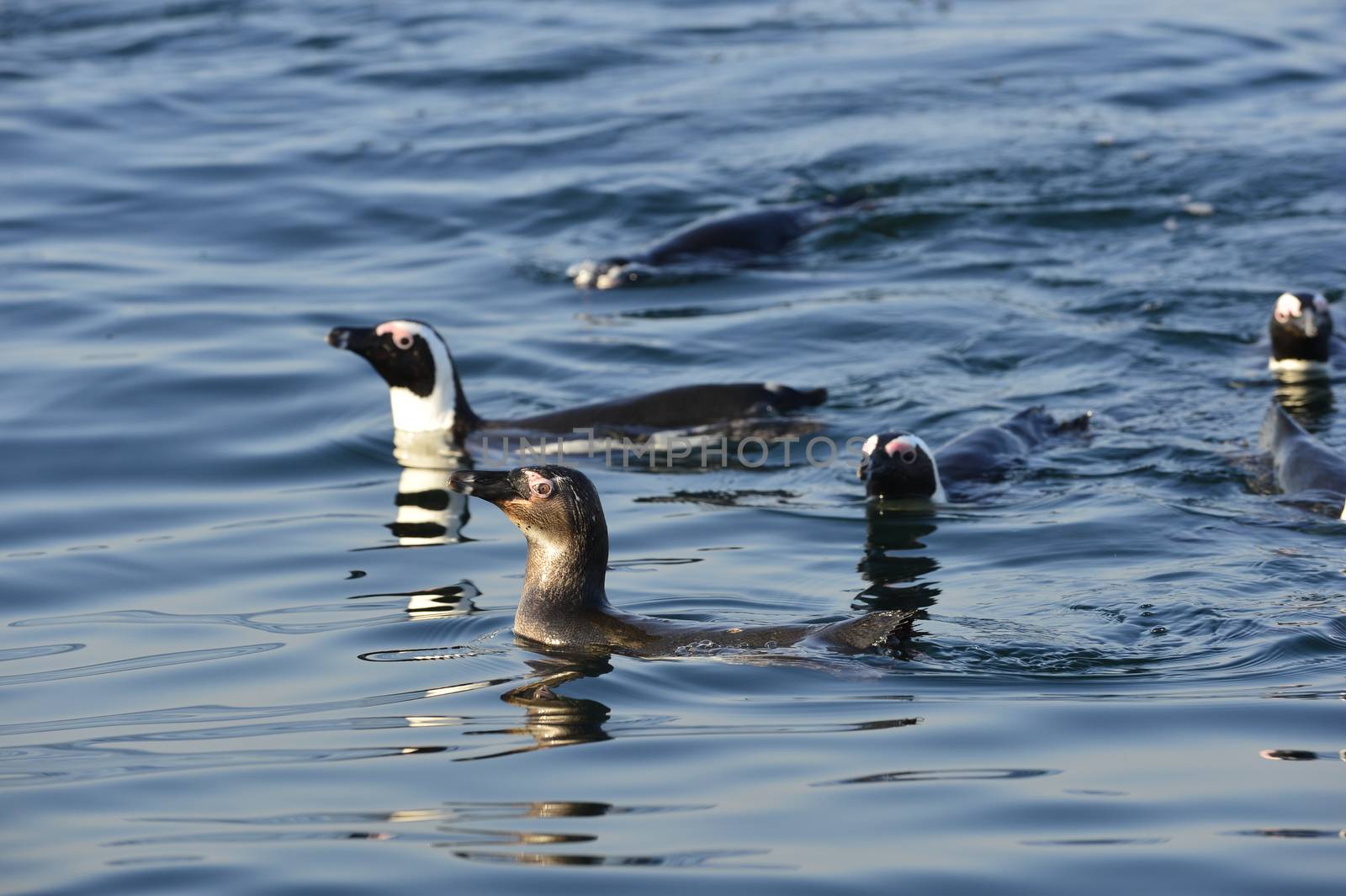 Swimming  African penguin (spheniscus demersus) at the ocean. South Africa