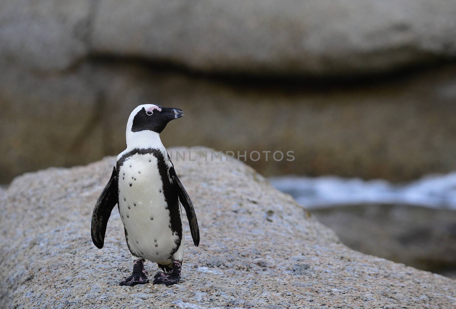 Portrait of  African penguin (spheniscus demersus) at the Boulders colony. South Africa