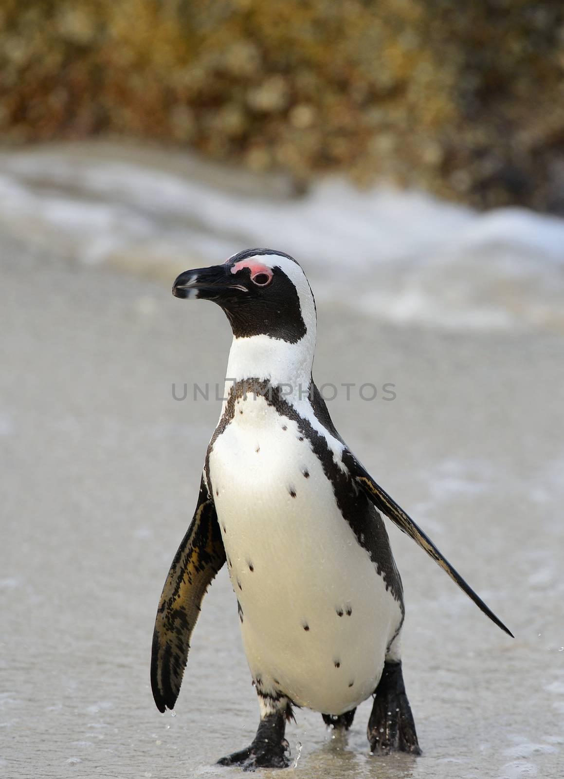 Portrait of  African penguin (spheniscus demersus) at the Boulders colony. South Africa