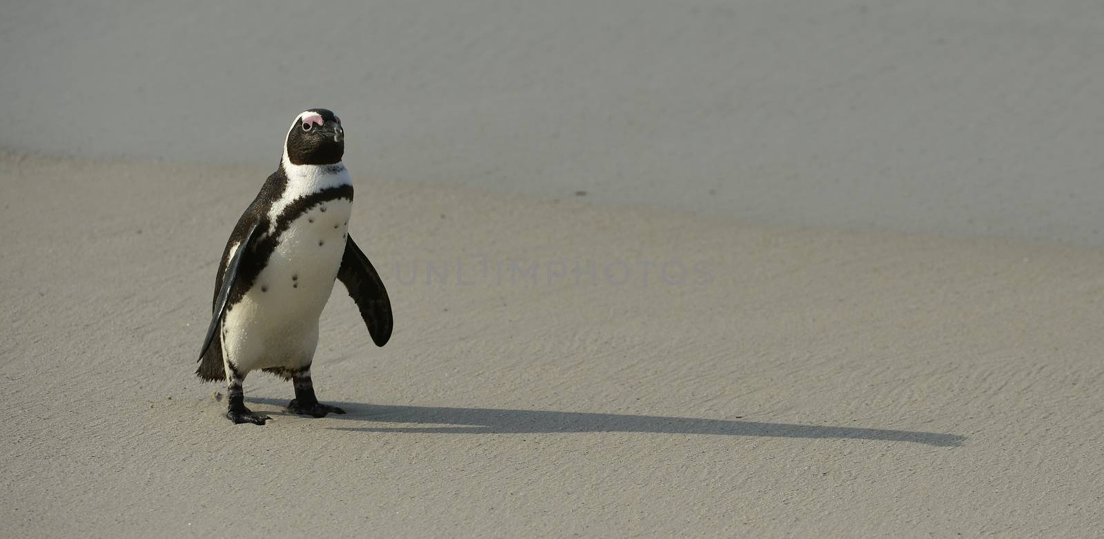 Walking  African penguin (spheniscus demersus) at the Beach. South Africa