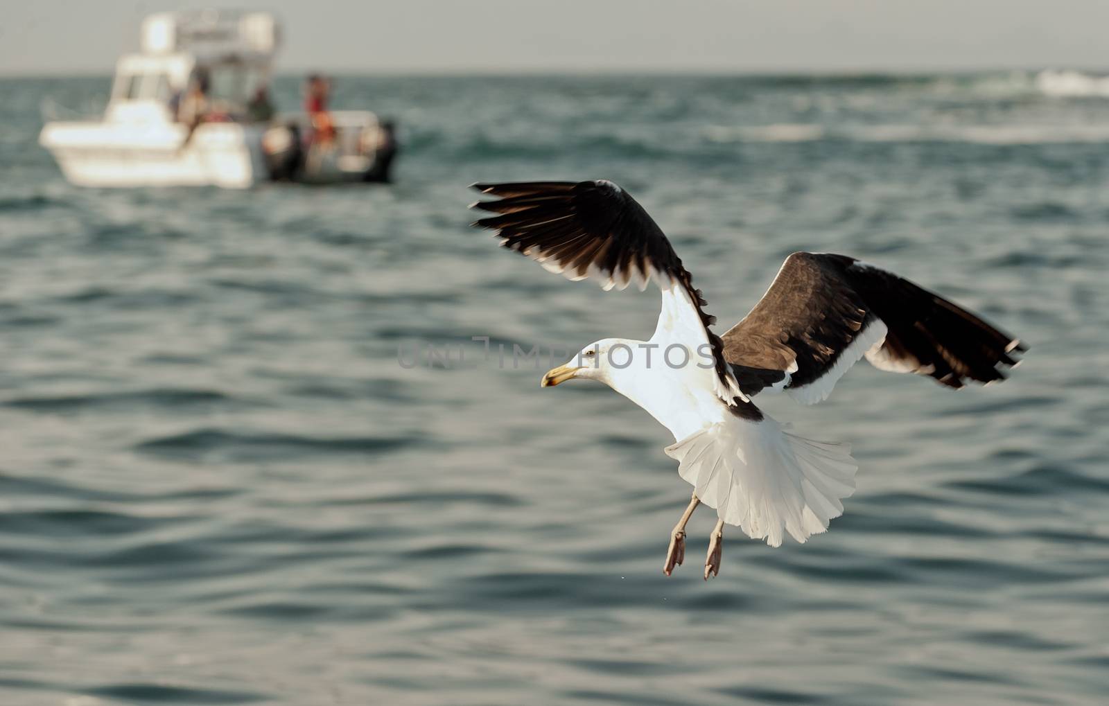 Flying Seagull  by SURZ
