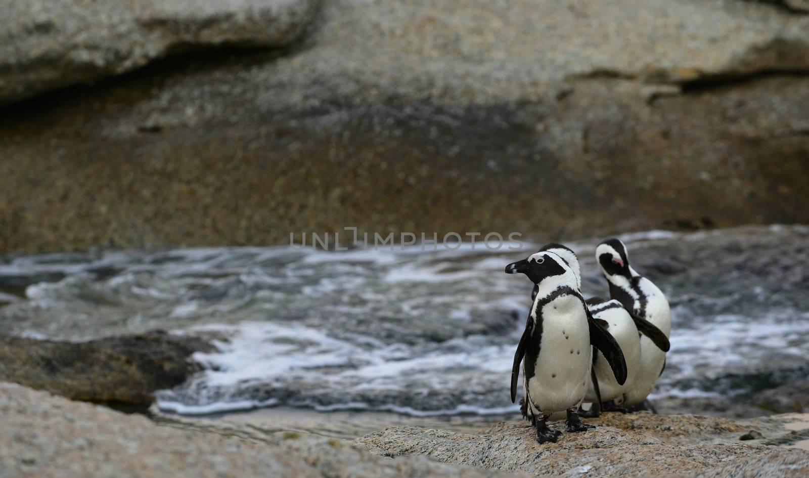 Group of  African penguins (spheniscus demersus) at the Boulders colony. South Africa