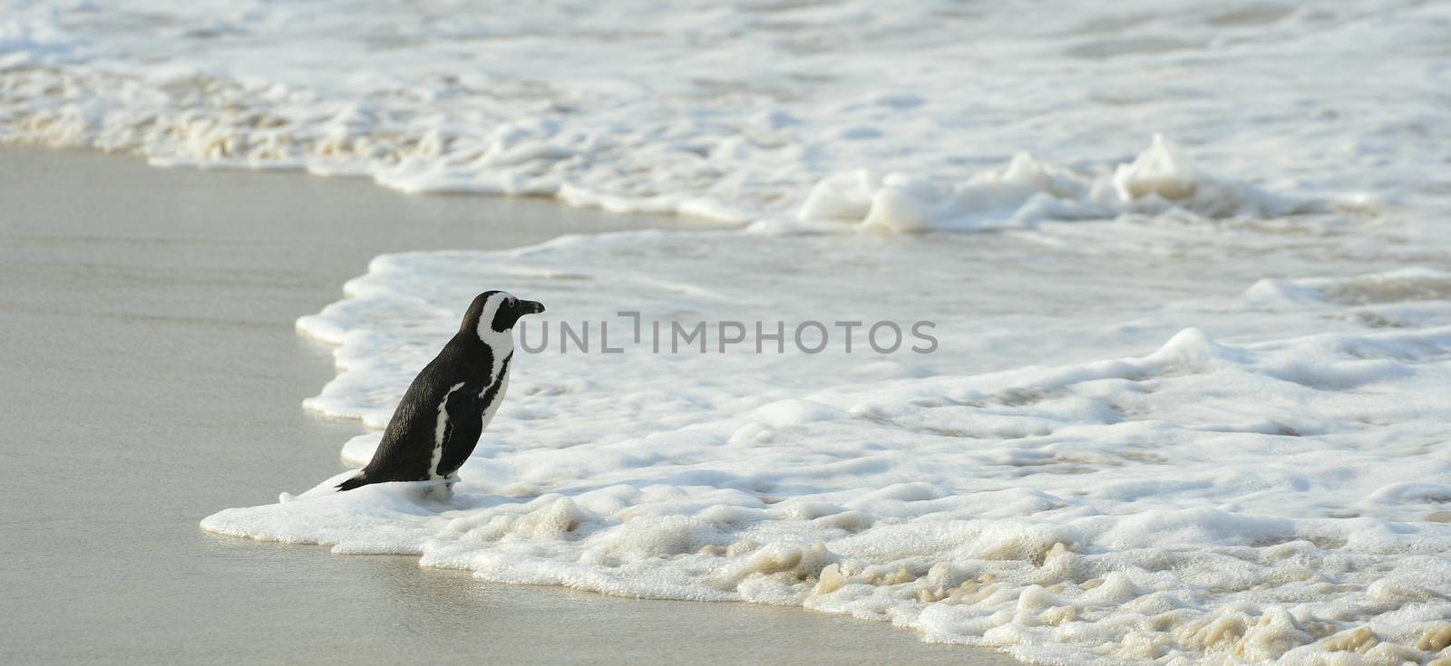 Walking  African penguin (spheniscus demersus) at the Beach. South Africa