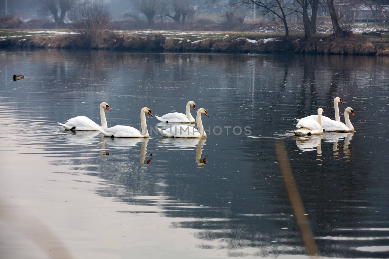 Beautiful white swans floating on the water by wjarek