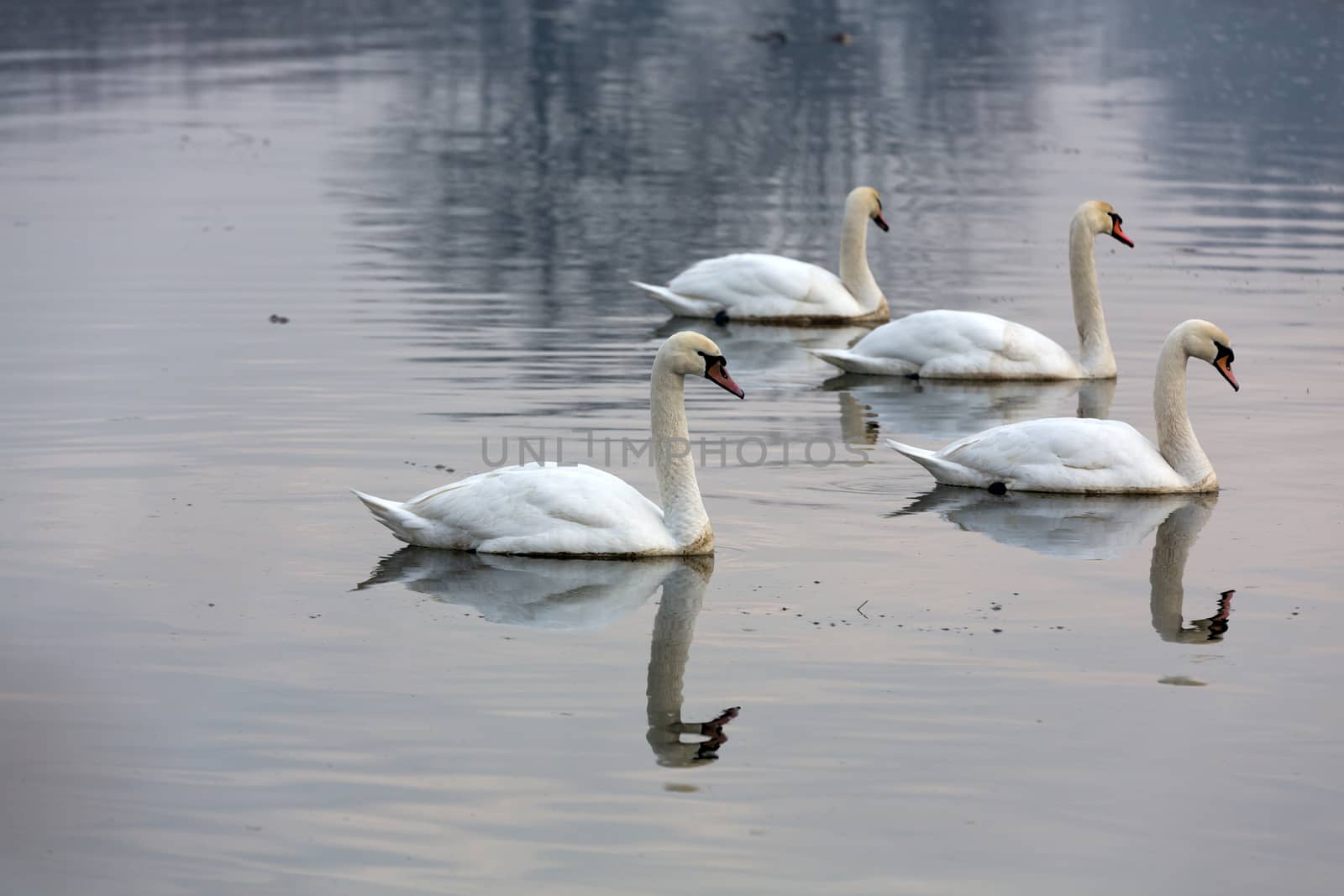 Beautiful white swans floating on the water by wjarek
