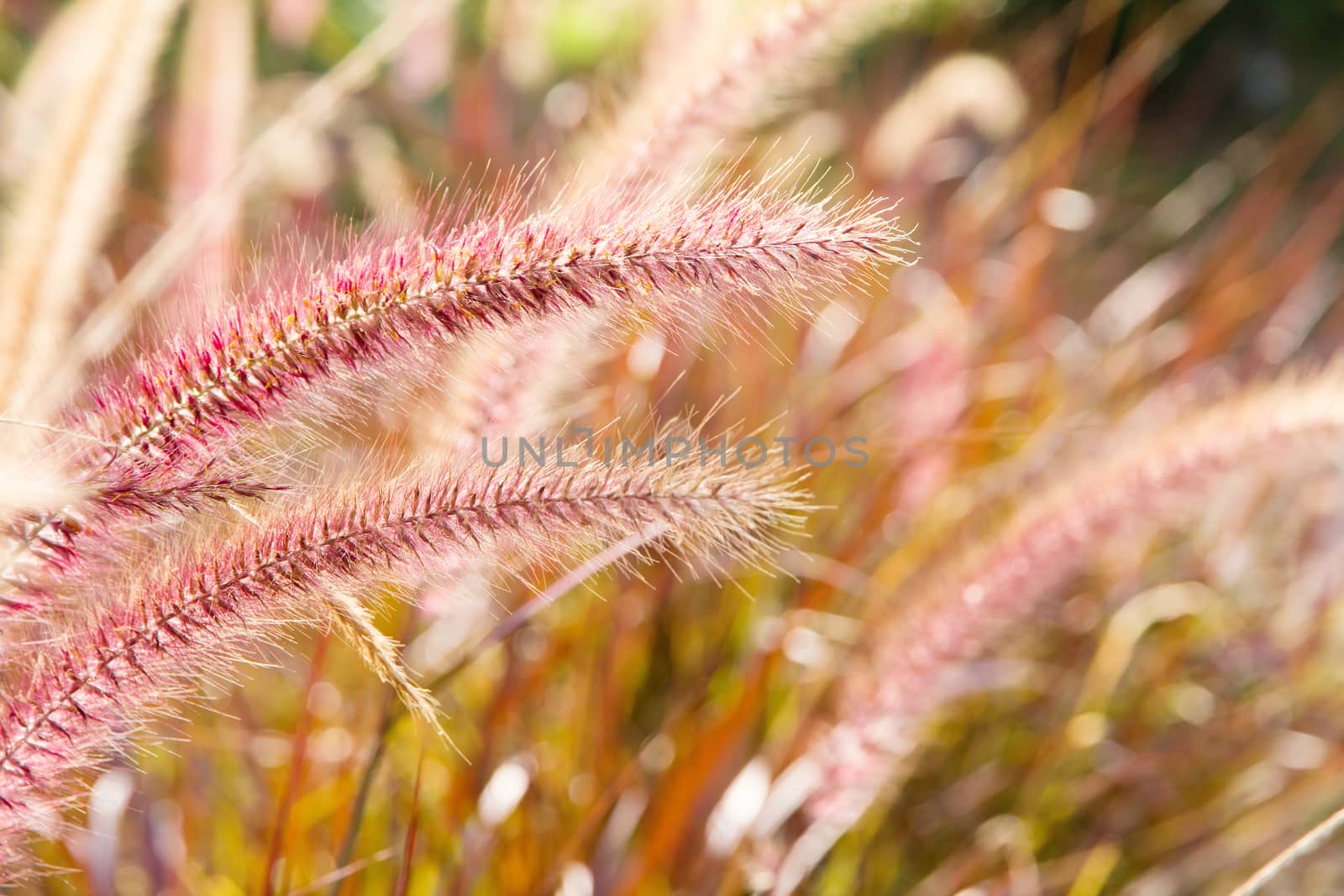 close up image of Field Grass Background