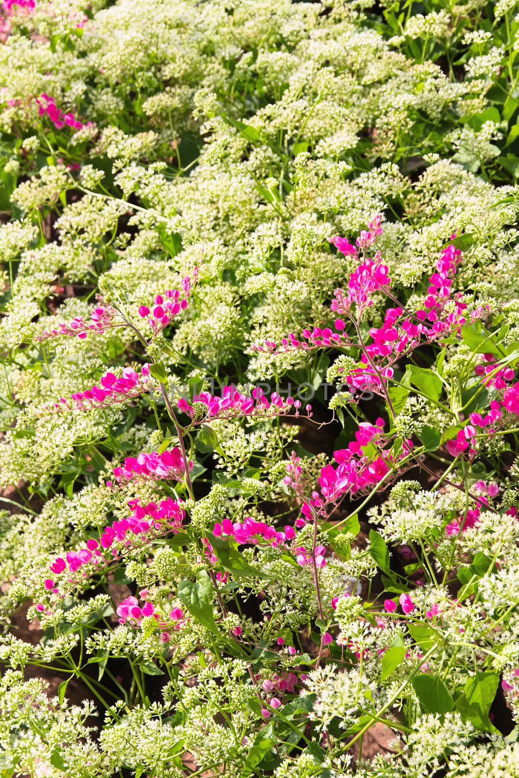 Blossom flower of Antigonon leptopus (Coral Vine)