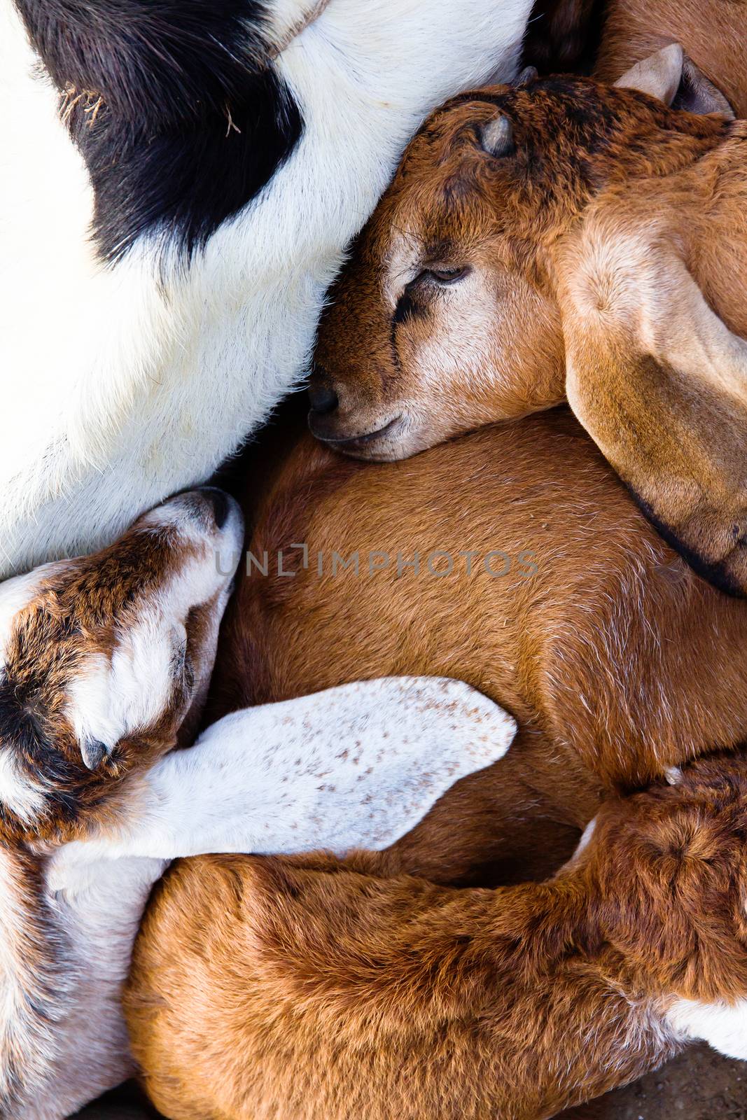 close up image of baby goat sleep in the farm