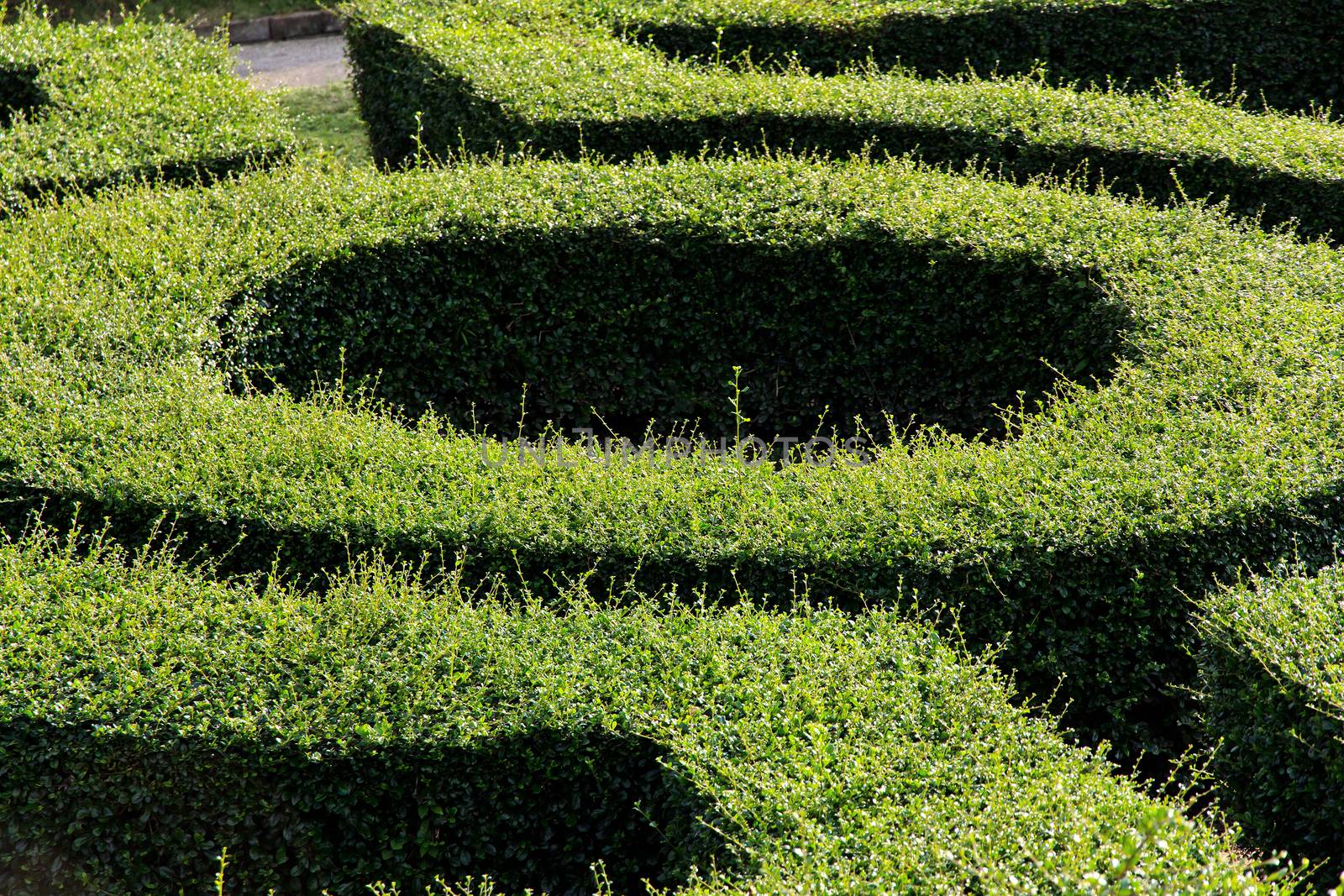 labyrinth maze of tall bushes.