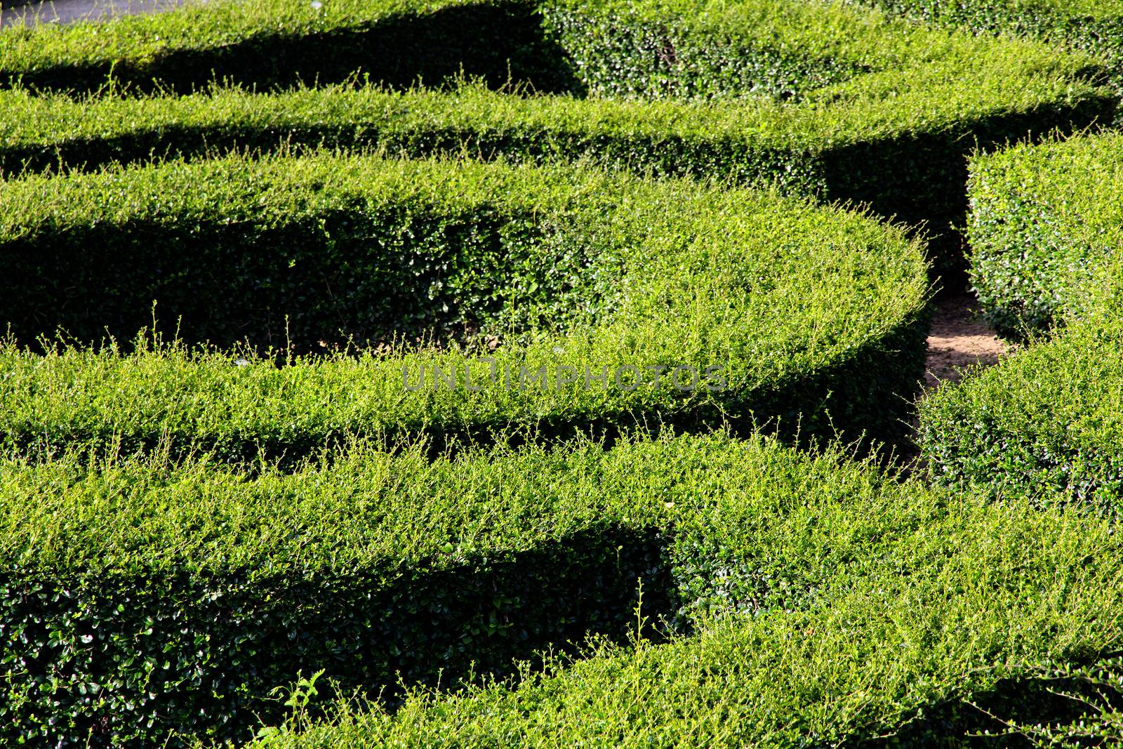 labyrinth maze of tall bushes.