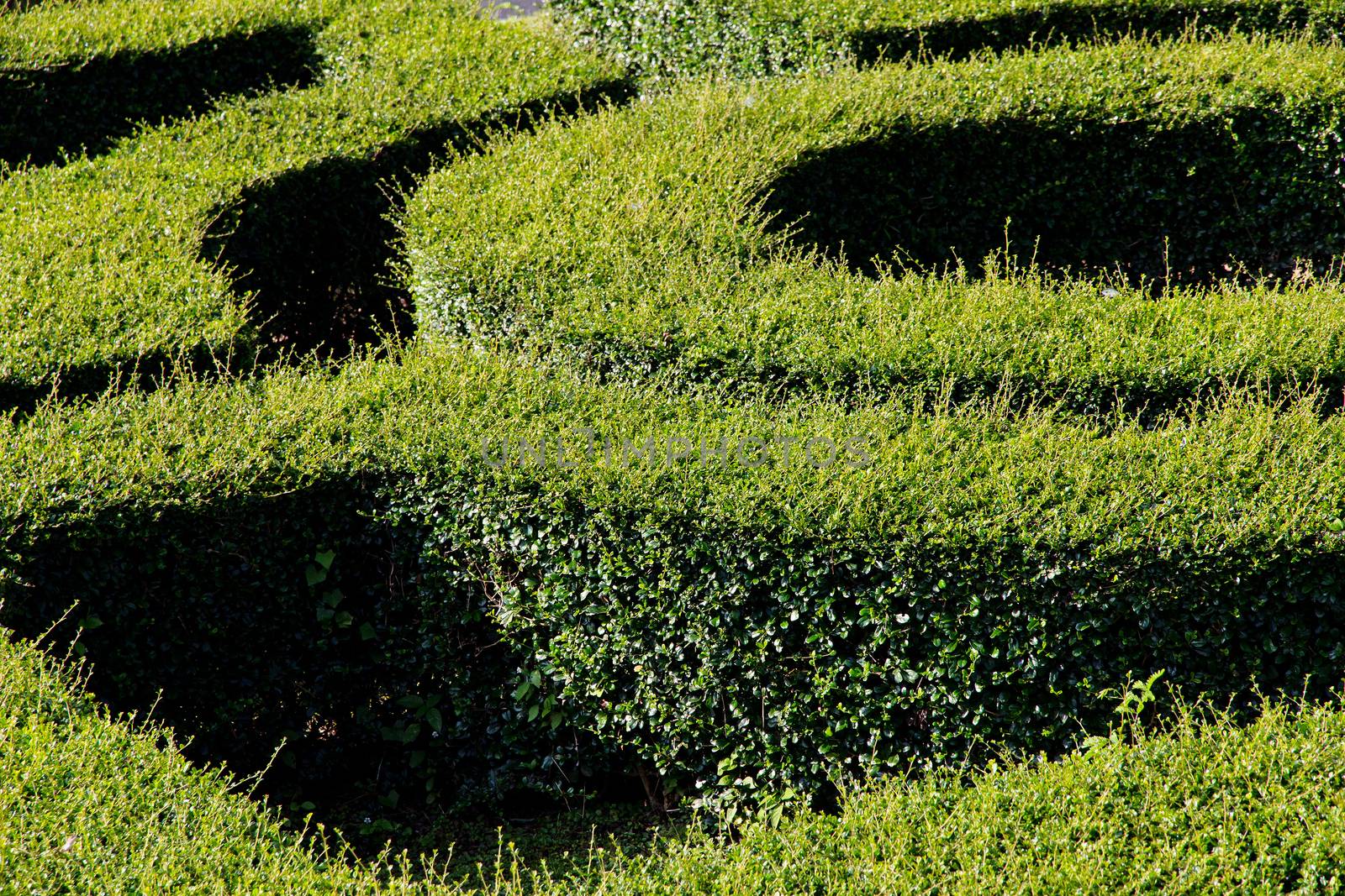 labyrinth maze of tall bushes.