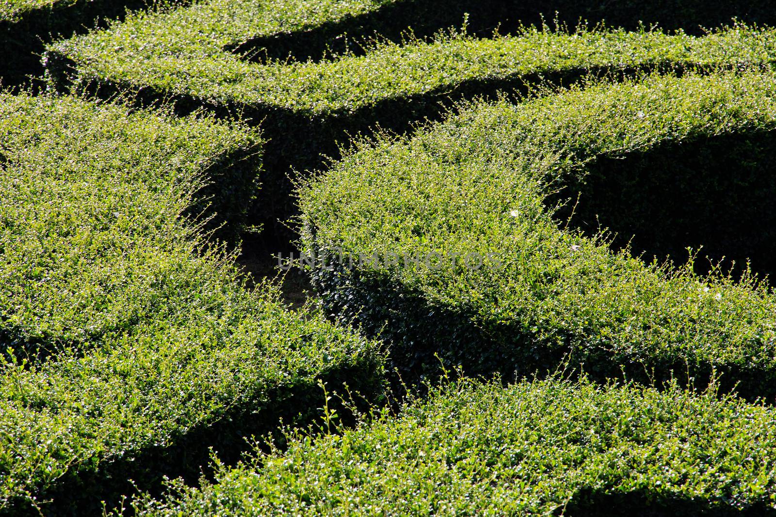 labyrinth maze of tall bushes.