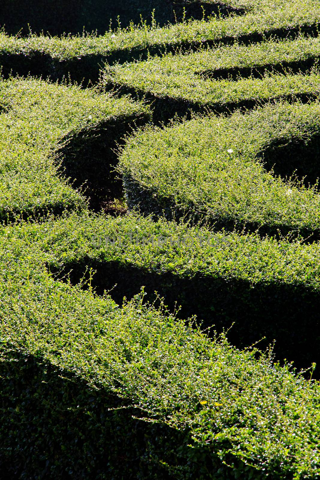 labyrinth maze of tall bushes.