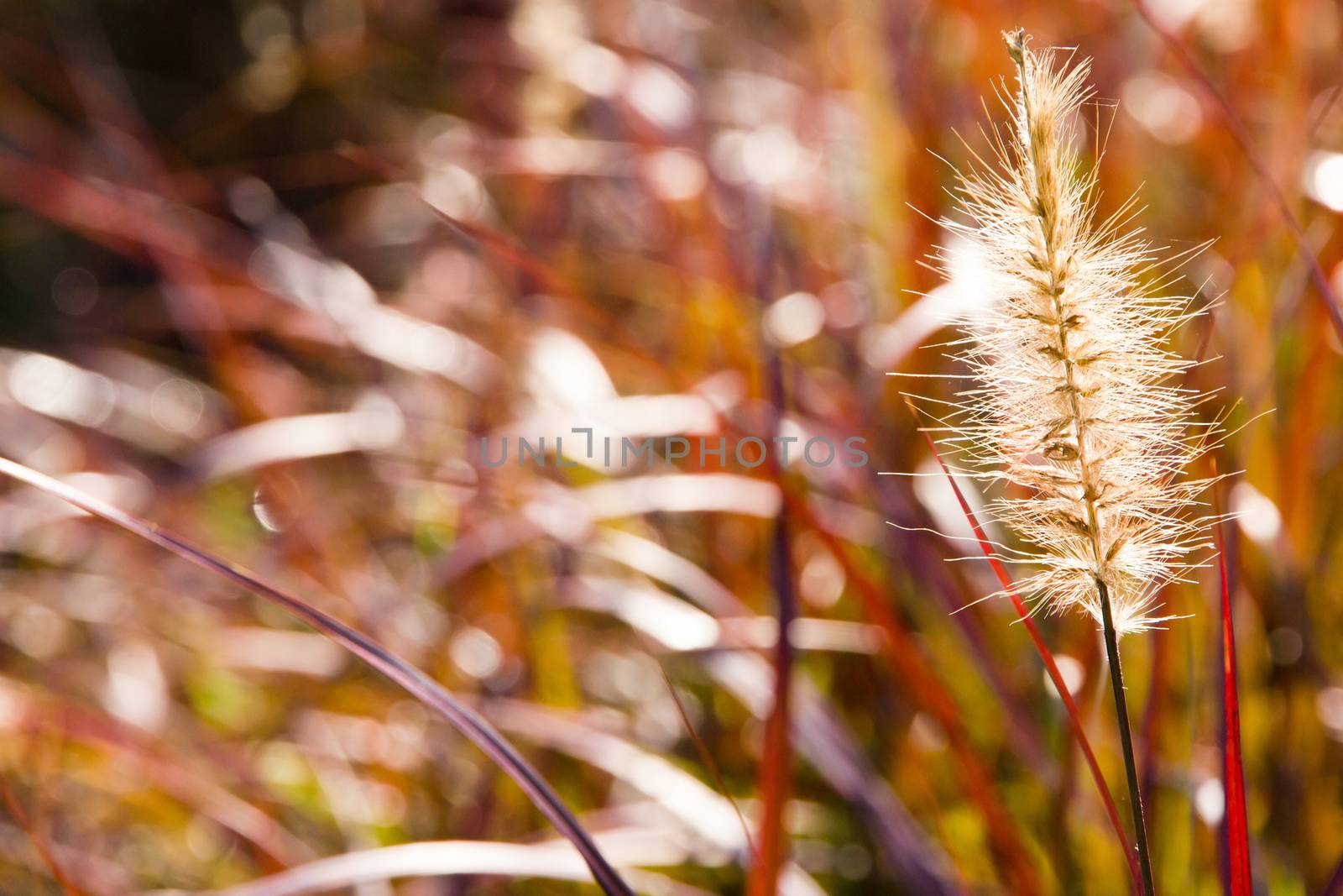 A flower of weed grass with sun light