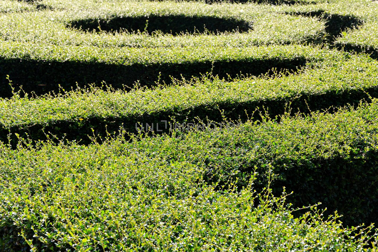 labyrinth maze of tall bushes.