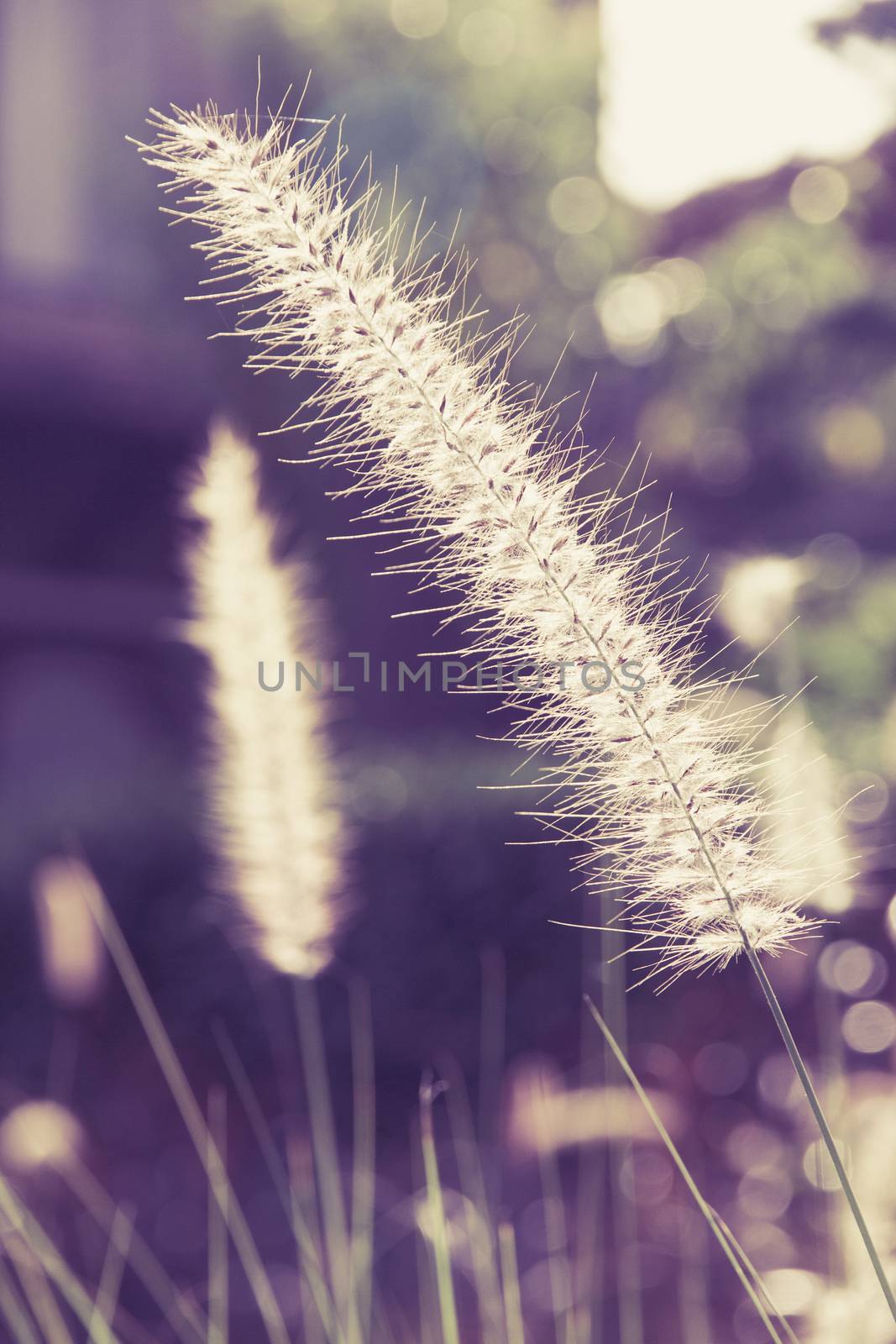 A flower of weed grass with sun light