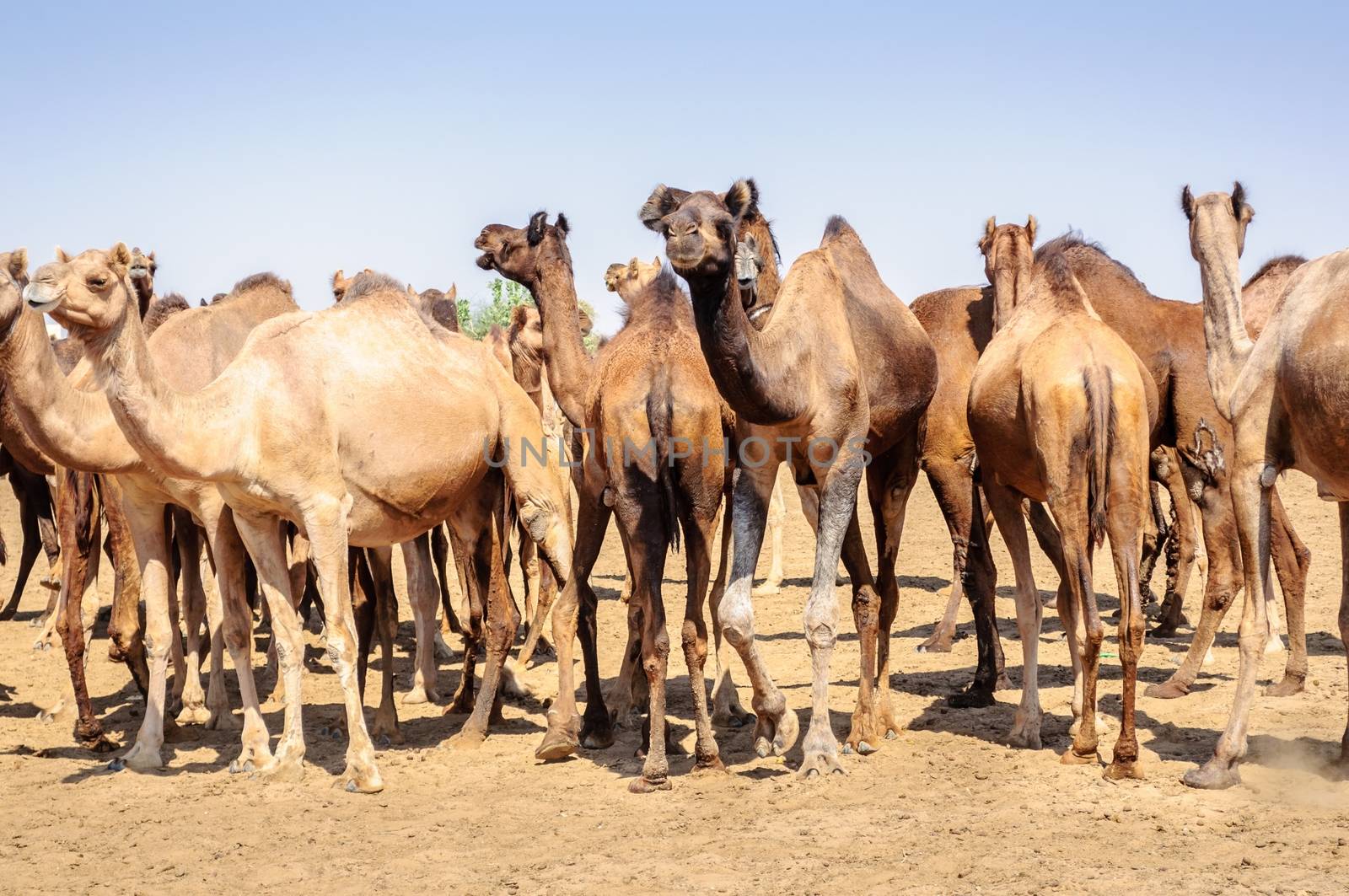 Herd of Indian Camels, Camelus dromedarius, in deserts of Rajasthan, India