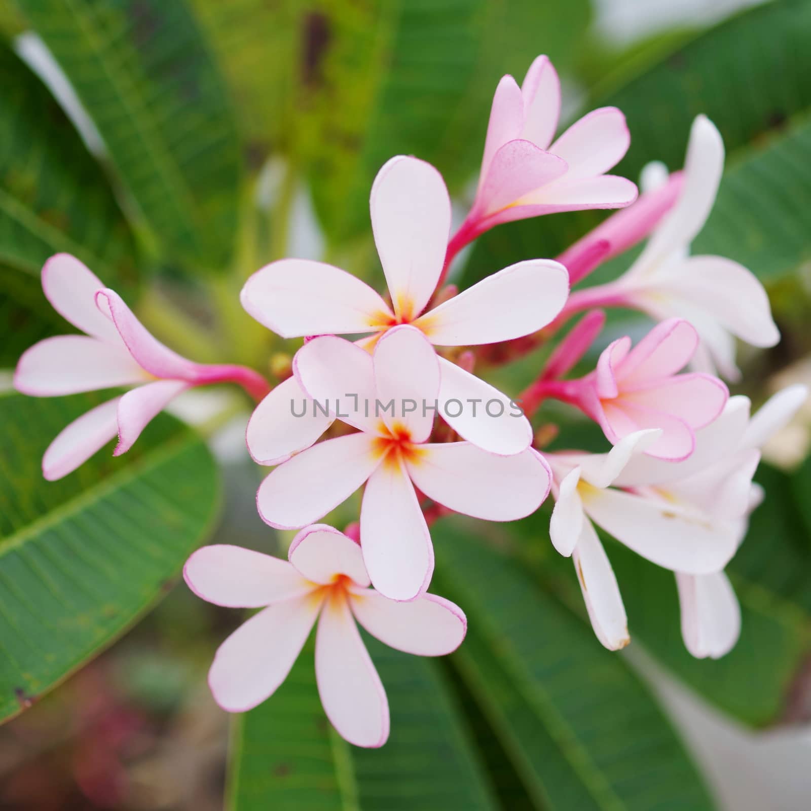 Frangipani flower in pink and white color
