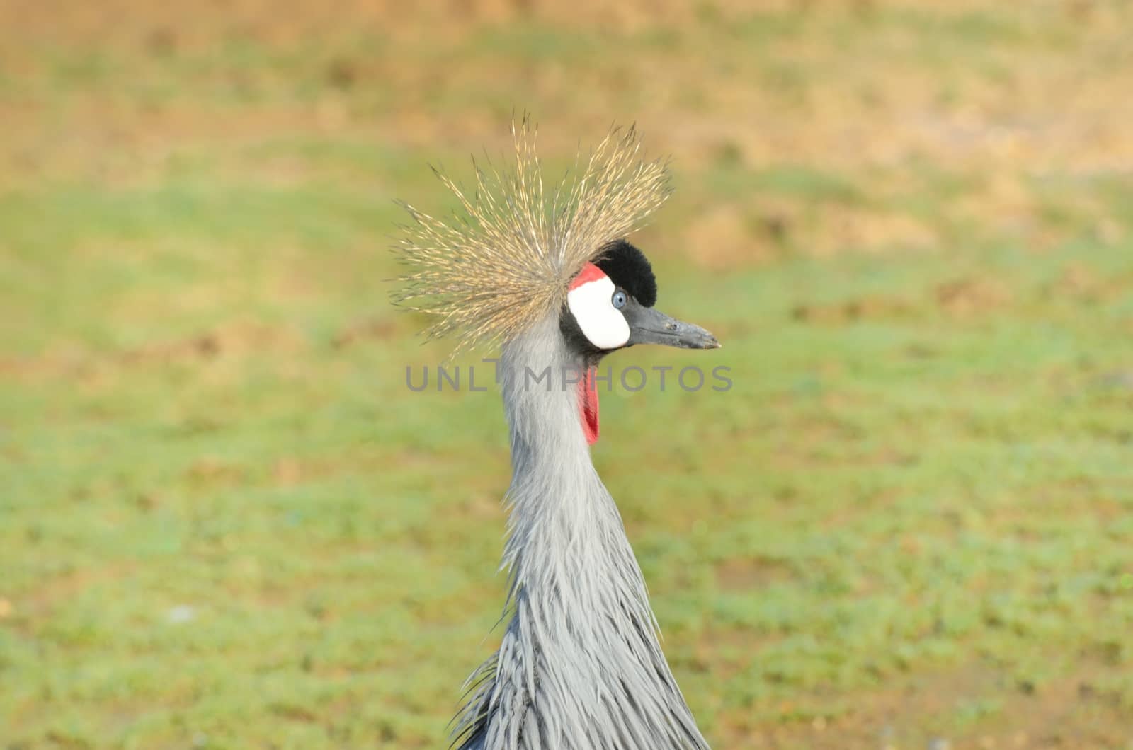 Neck and head of african grey crane