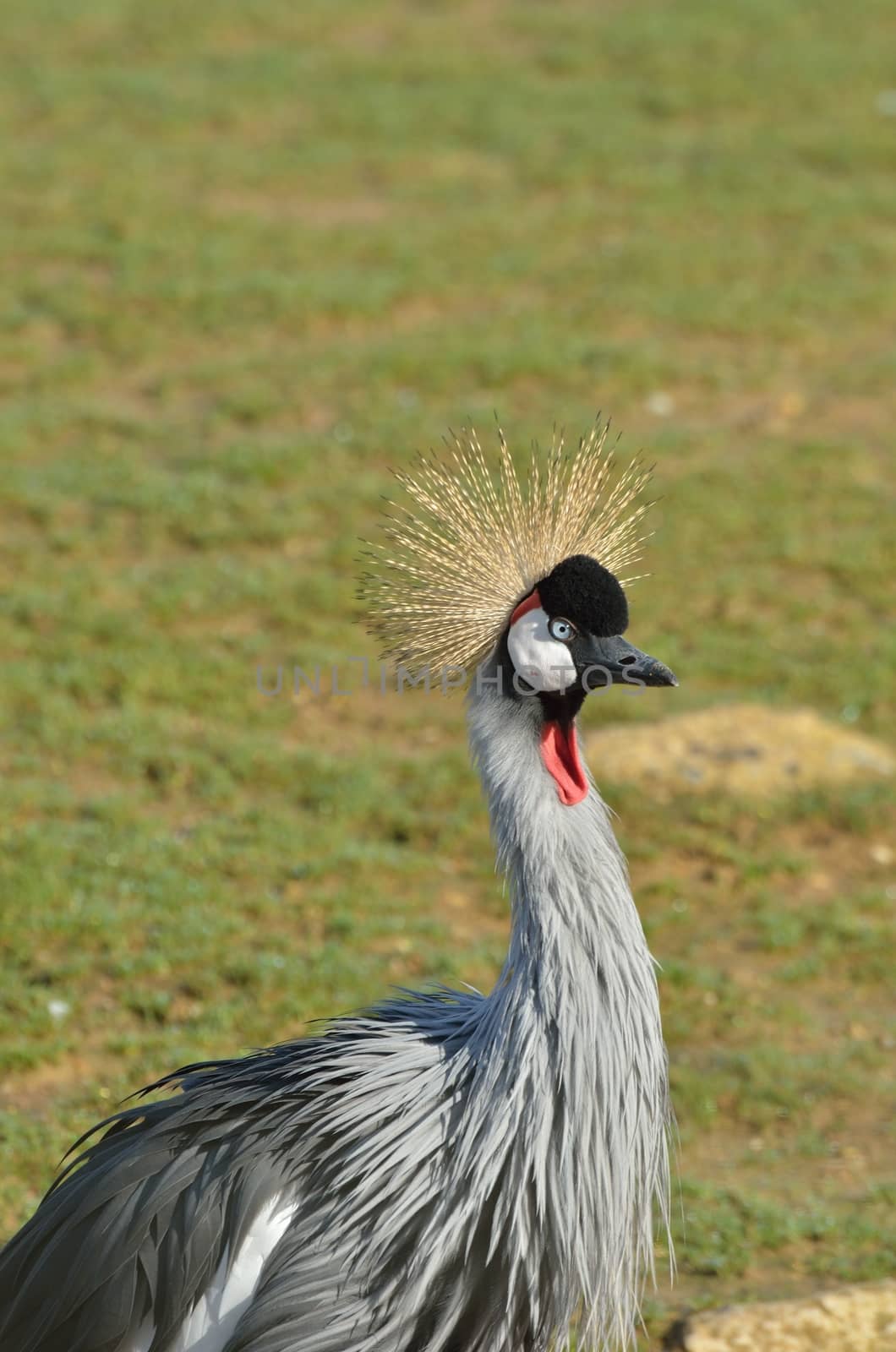 Head and body of grey crane