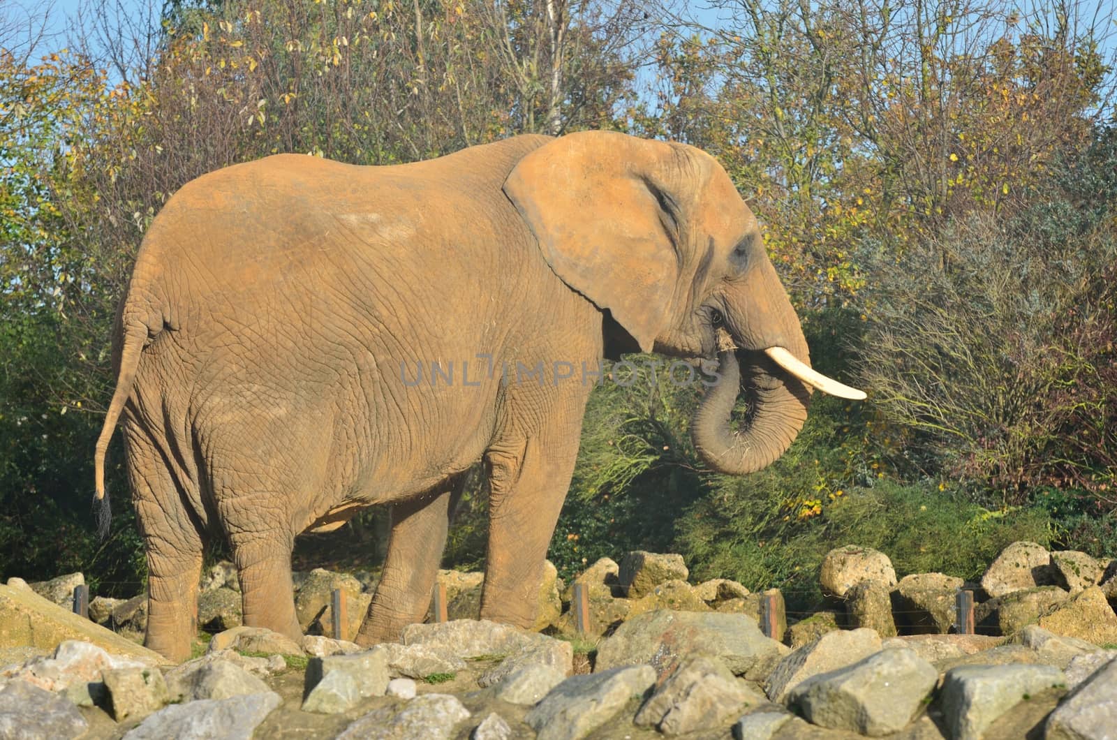 Big African elephant by pauws99