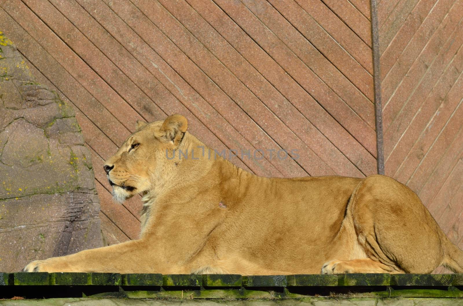 Female lion lying down by pauws99