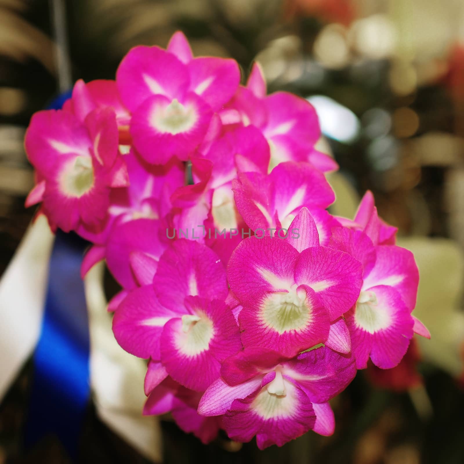 closeup of beautiful orchid flower