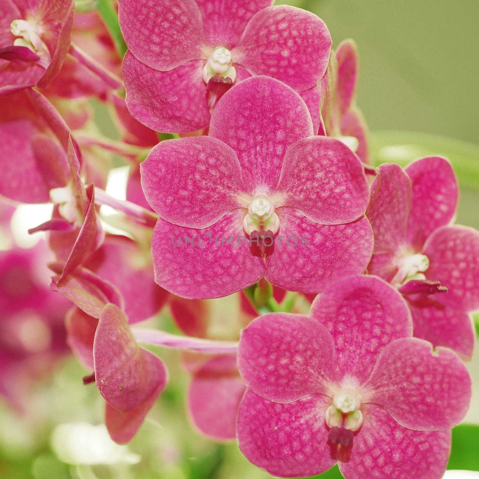 closeup of beautiful orchid flower