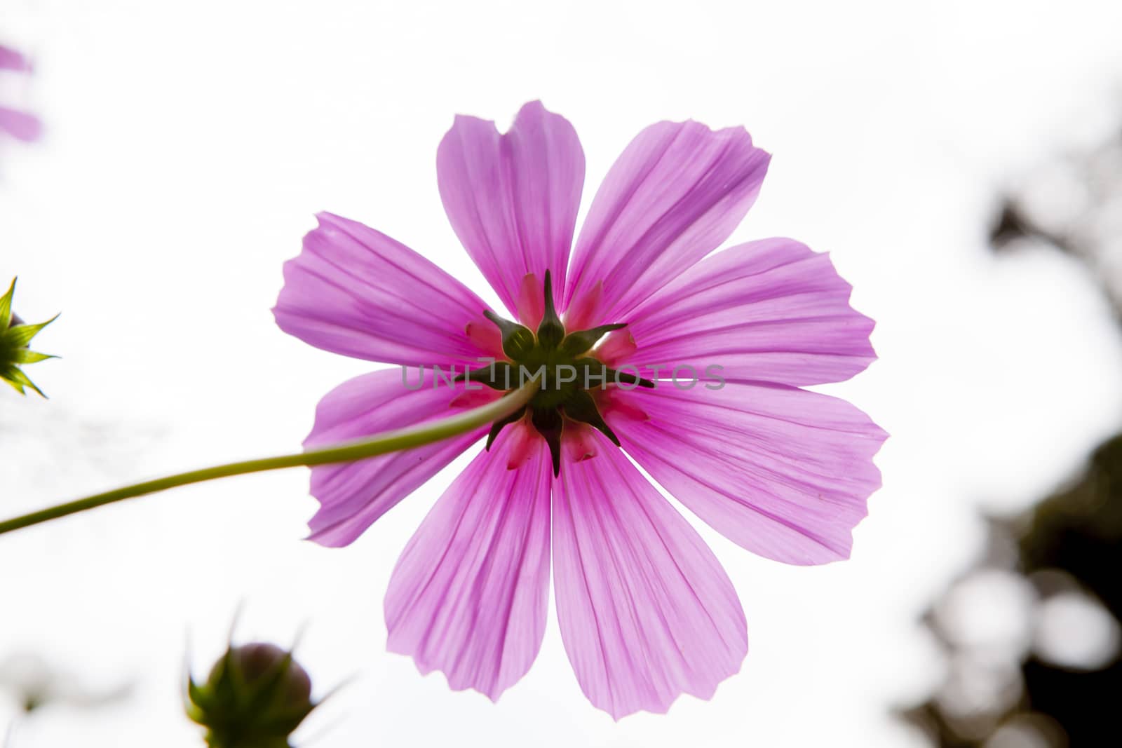 Cosmos Flower field with white sky  in Thailand (flowers, spring, field)