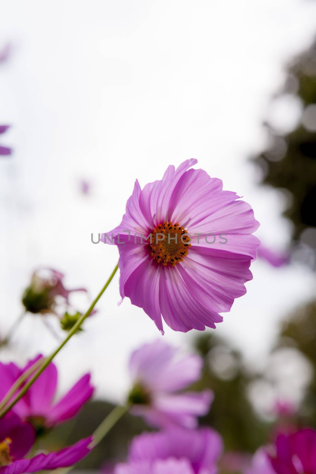 Cosmos Flower field with white sky  in Thailand (flowers, spring, field)