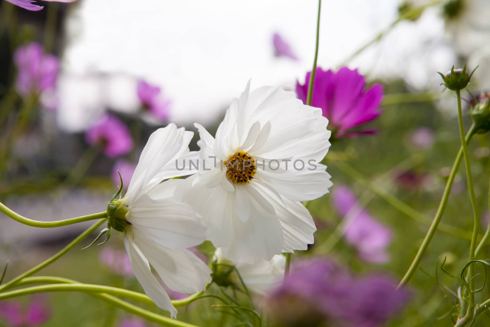 Cosmos Flower field with white sky  in Thailand (flowers, spring, field)