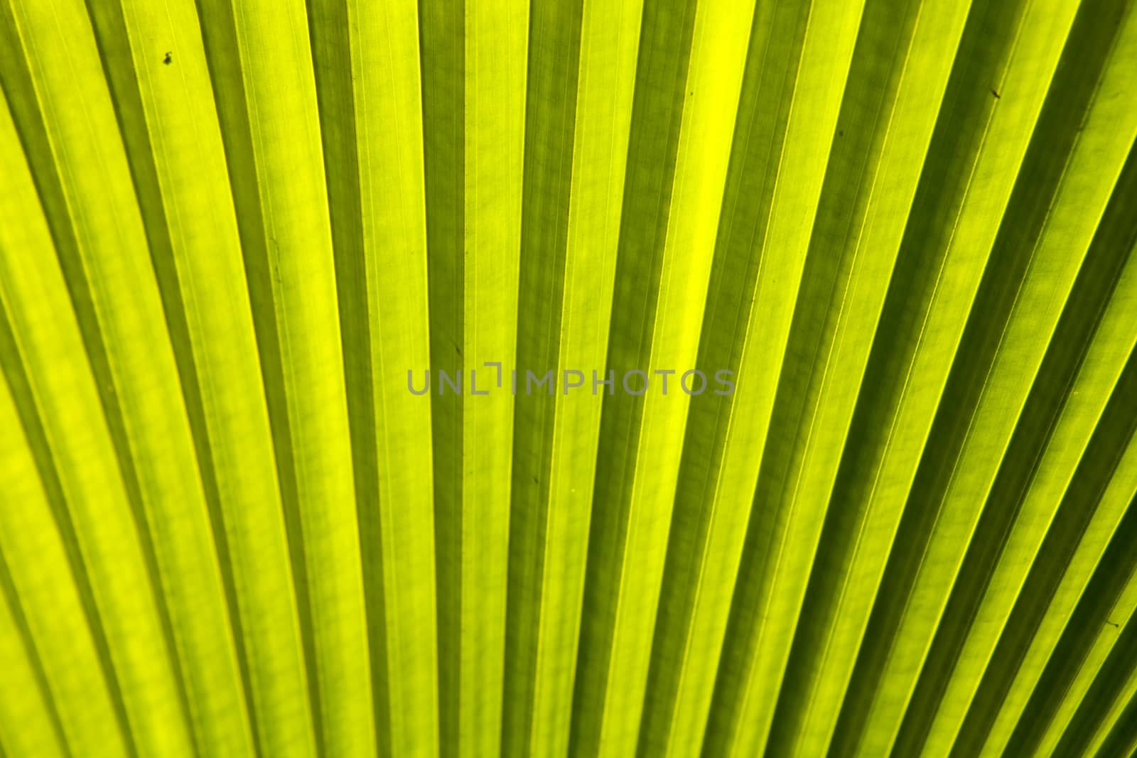 Palm Leaf by Chattranusorn09