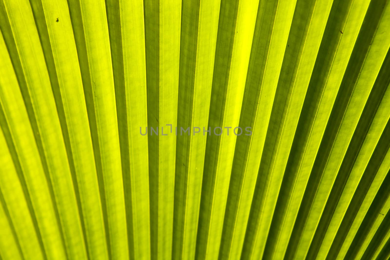 One of the pattern on the palm leaves.