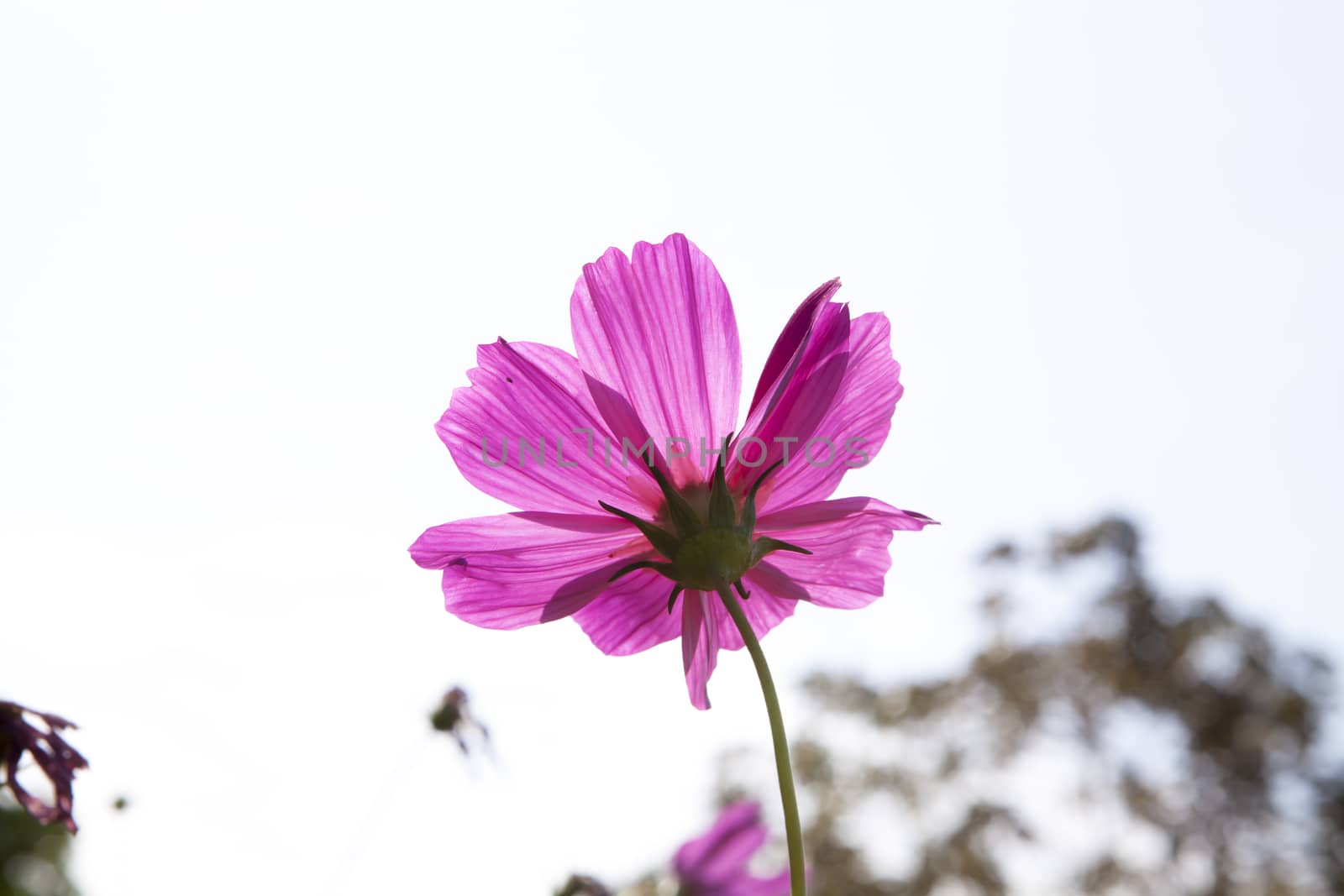 Cosmos Flower field with white sky  in Thailand (flowers, spring, field)