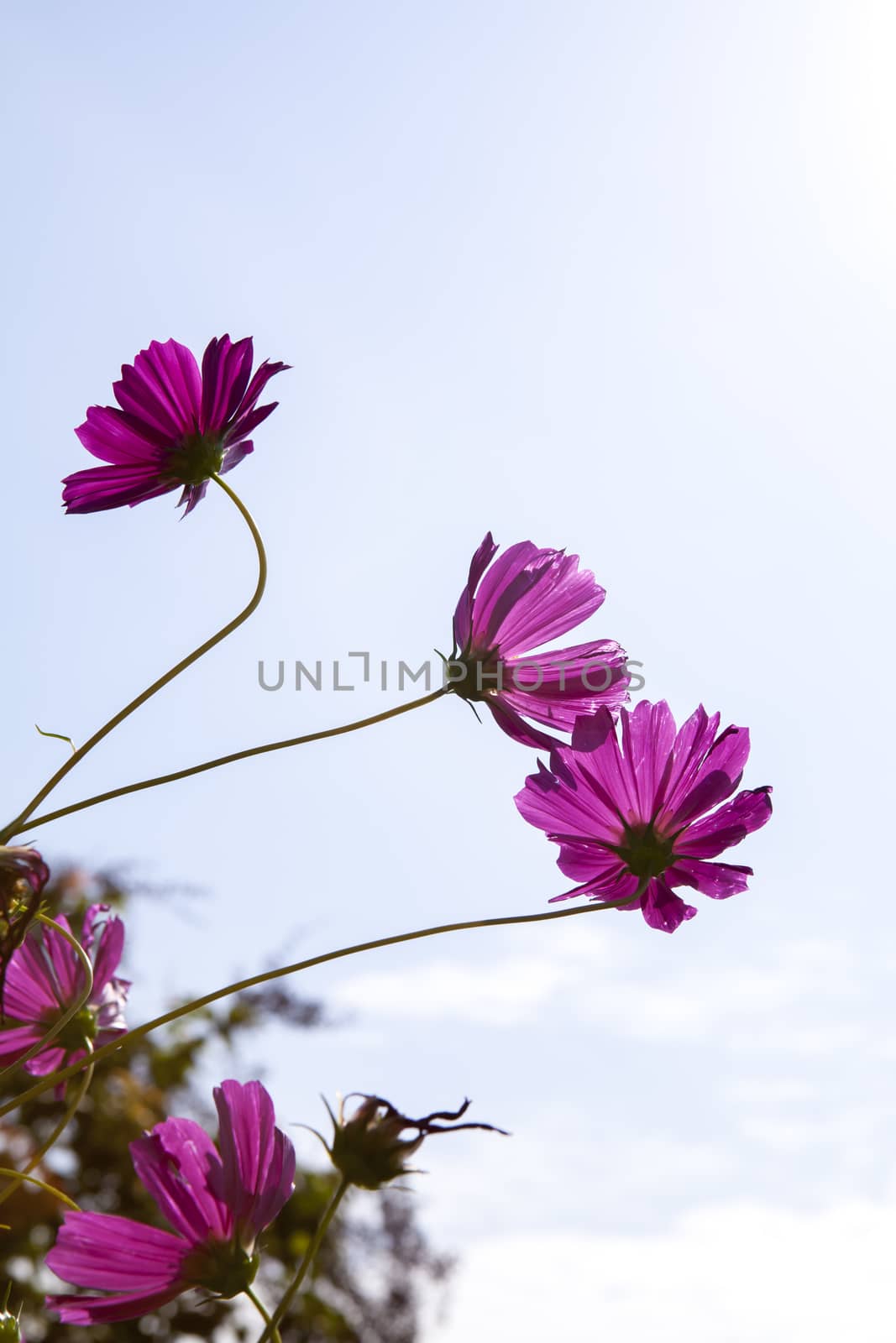 Cosmos Flower field with white sky  in Thailand (flowers, spring, field)