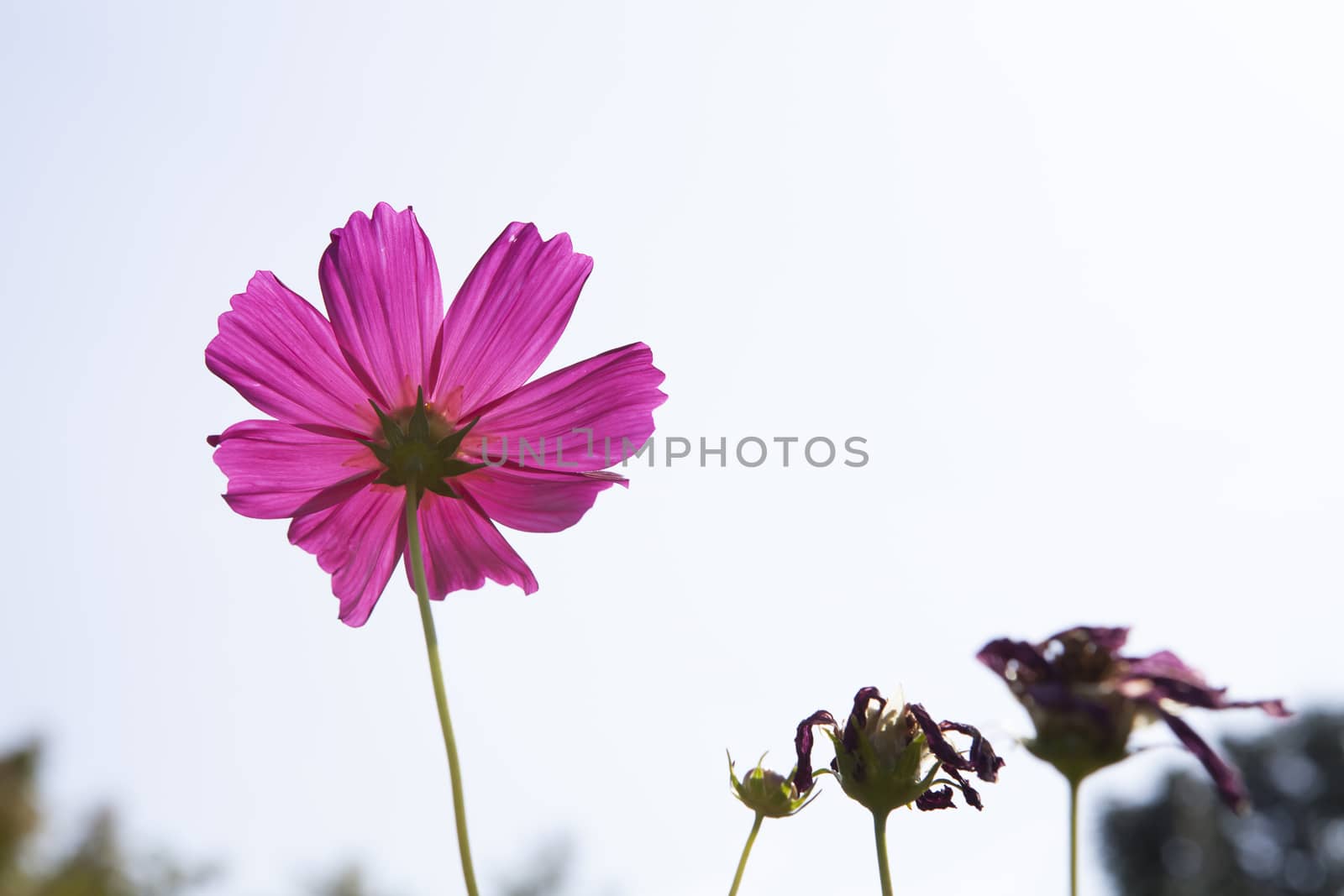 Cosmos Flower field with white sky  in Thailand (flowers, spring, field)