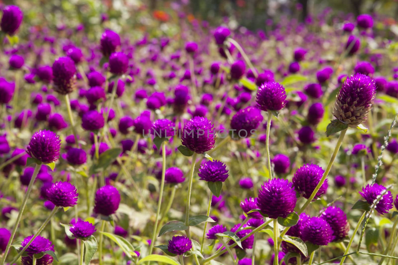 Purple Globe amaranth flower,Gomphrena globosa , in the garden background