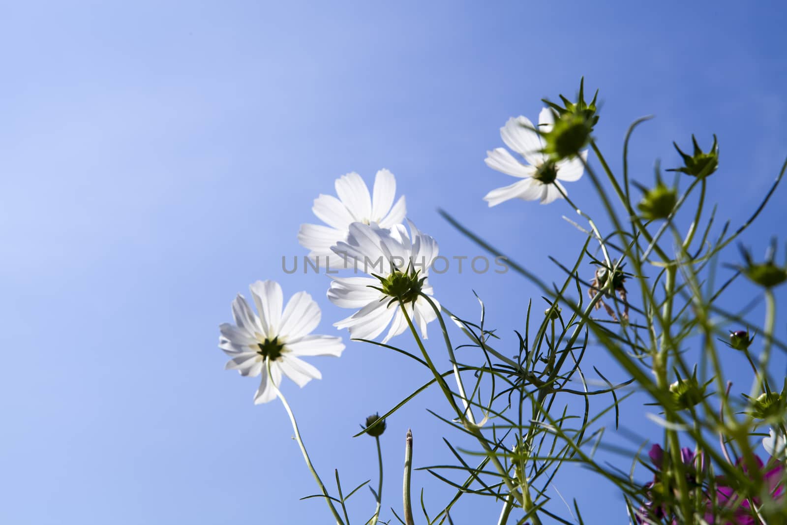 Cosmos Flower field with white sky  in Thailand (flowers, spring, field)