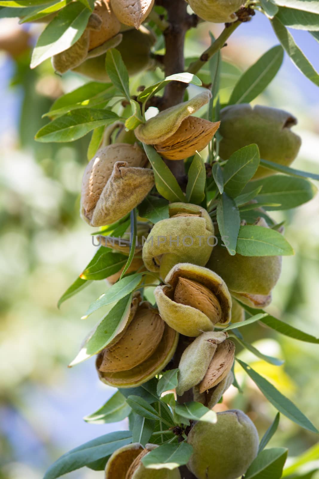 Branch of the tree of almonds, ready for harvest in late summer